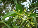 green cestrum